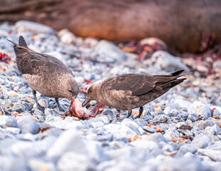 Couple of brown Skua sharing a meal