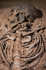 Close up of buried human skeleton rib cage.