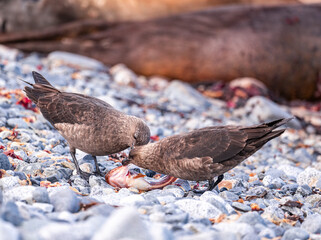 Couple of brown Skua sharing a meal