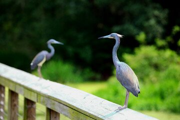Pair of baby blue herons perched on fence rail in habitat. 
