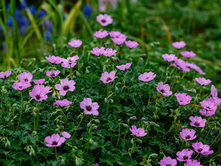 Geranium cinereum Ballerina blooms in garden
