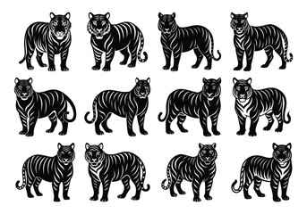 Fototapeta premium Tigers - wild animals, vector design of tigers isolated on white background