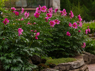 Paeonia anomala , or Maryin root , or Peony Maryin-root ( lat. Paeonia anomala ), is a species of perennial herbaceous plants of the genus Peony