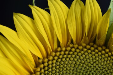 Closeup of a large sunflower, Helianthus annuus, showing details of the yellow flower.