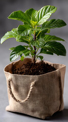 A young plant flourishing inside of a burlap pot. The plant shows off its vibrant green leaves