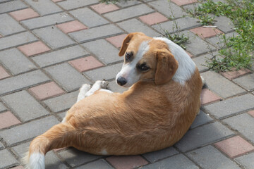 An orange and white dog laying on its back, curled up with its tail on the brick pavement. The view...