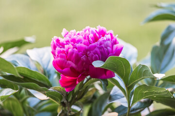 Blooming pink peony in dense green foliage on blurred background.