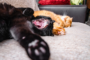 Cute ginger cat lying on the sofa and yawning at home