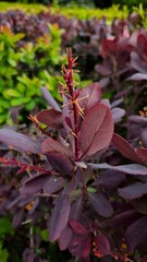 Colorful purple foliage showcases vibrant new growth in a lush garden during the spring season