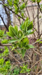 New green leaves sprouting on a bush in early spring, showcasing vibrant growth and renewal in the garden