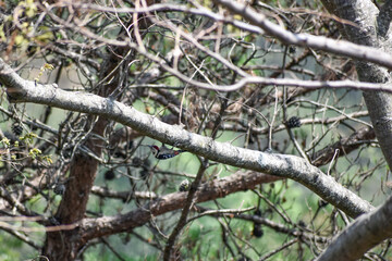 Woodpecker clings to branch, red head stripe visible.