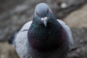 Close up of a pigeon