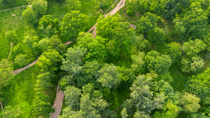 trees in the park from the air.