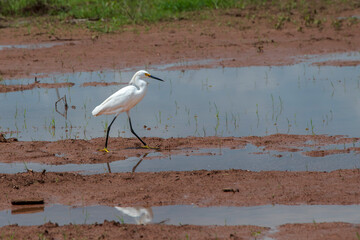 Snowy Egret Walking in Mud Flat