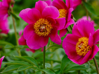 Paeonia officinalis, the common peony, or garden peony, is a species of flowering plant in the family Paeoniaceae