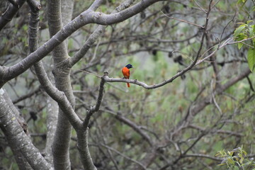 Scarlet Minivet with black and vibrant red plumage, perched on a branch.