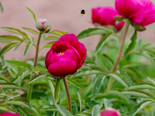 Paeonia officinalis, the common peony, or garden peony, is a species of flowering plant in the family Paeoniaceae