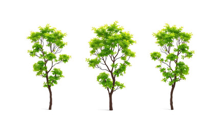 Three lush green trees isolated on white background perfect for landscaping designs