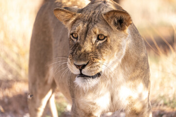lion in the grass