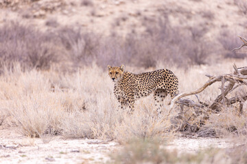 cheetah in the savannah