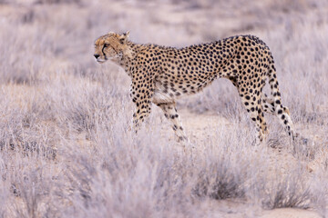 lion cub in etosha