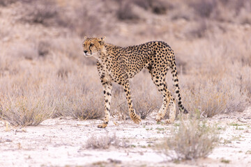 cheetah in serengeti