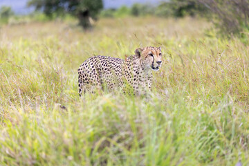 cheetah in the grass