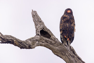 Bateleur eagle in the Kruger national park