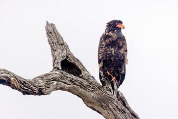Bateleur eagle in the Kruger national park