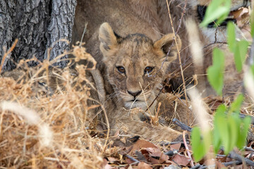 Lion at Etosha National Park, Namibia