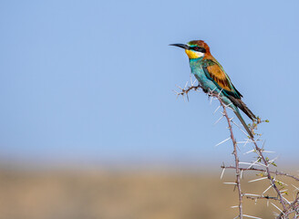 Bee eater at Etosha National Park, Namibia