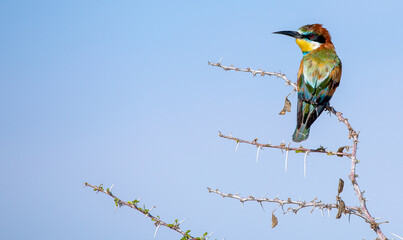 Bee eater at Etosha National Park, Namibia