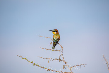 Bee eater at Etosha National Park, Namibia