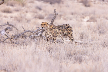 Cheetah at kgalagadi national park