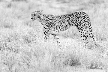 Cheetah at kgalagadi national park