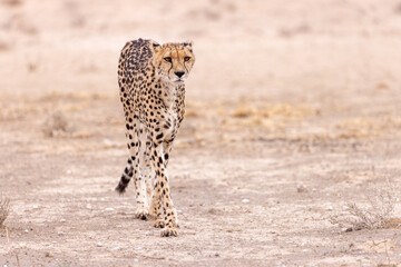 Naklejka premium Cheetah at kgalagadi national park