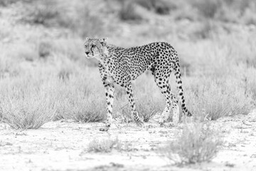 Cheetah at kgalagadi national park