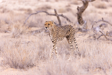 Cheetah at kgalagadi national park