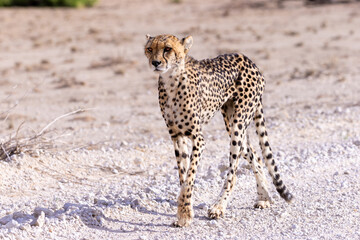 Cheetah at kgalagadi national park