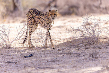 Cheetah at kgalagadi national park