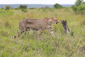 Cheetah in kruger national park