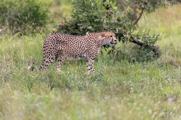 Cheetah in kruger national park