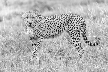 Cheetah in kruger national park