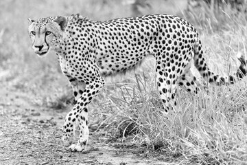 Cheetah in kruger national park