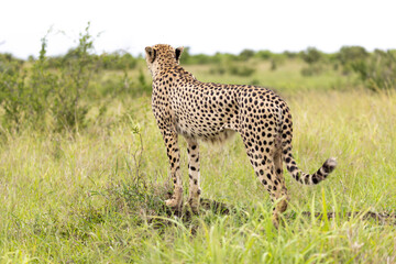 Cheetah in kruger national park