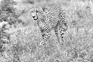 Cheetah in kruger national park