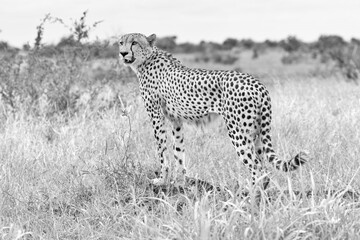 Cheetah in kruger national park