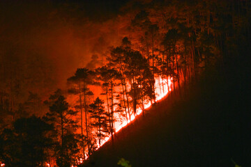 Night shot of a fierce forest fire engulfing trees on a hillside in Meghalaya. 