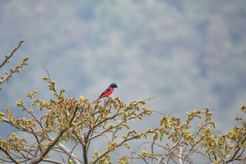Scarlet Minivet with black and vibrant red plumage, perched on a branch.