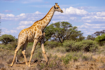 girafe in mokala national park